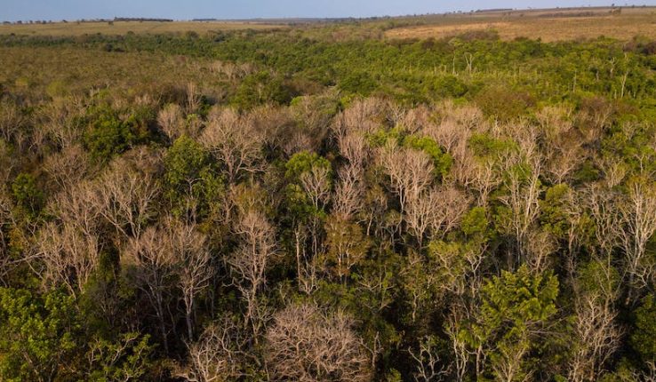 Protected: Can tree farms save the forests of Brazil?